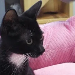 A baby medium-sized female Domestic Short Hair cat named Nokia for adoption in Green Valley, AZ