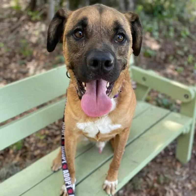 A senior medium-sized male Black Cattle Dog dog named Apollo for adoption in Sarasota, FL