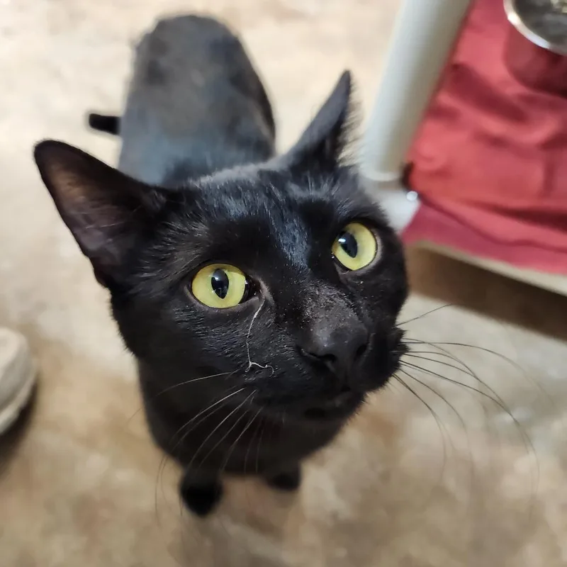 A young large-sized male Black Domestic Short Hair cat named Guinness for adoption in Delaware, OH