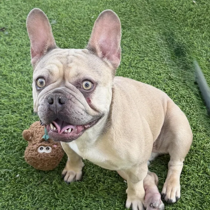 An adult small-sized female Yellow / Tan / Blond / Fawn French Bulldog dog named Sol Gonzalez for adoption in Las Vegas, NV