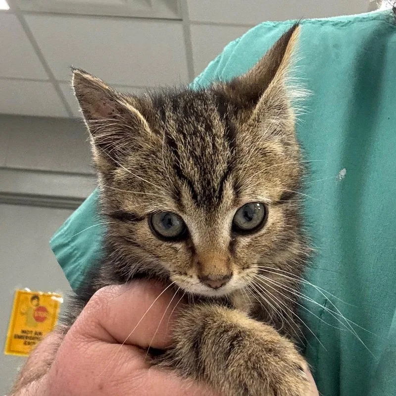 A baby small-sized female Brown / Chocolate Domestic Short Hair cat named Lyra for adoption in Galax, VA