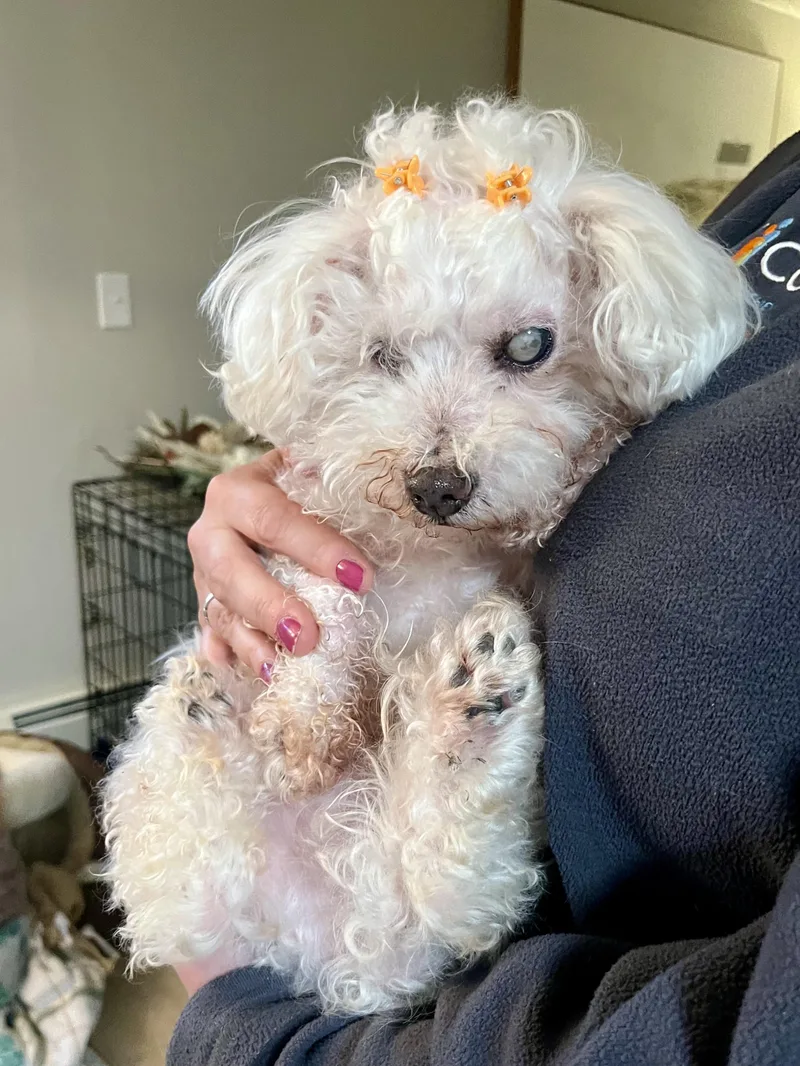 A senior small-sized male Bichon Frise dog named Bentley for adoption in Bowdoin, ME