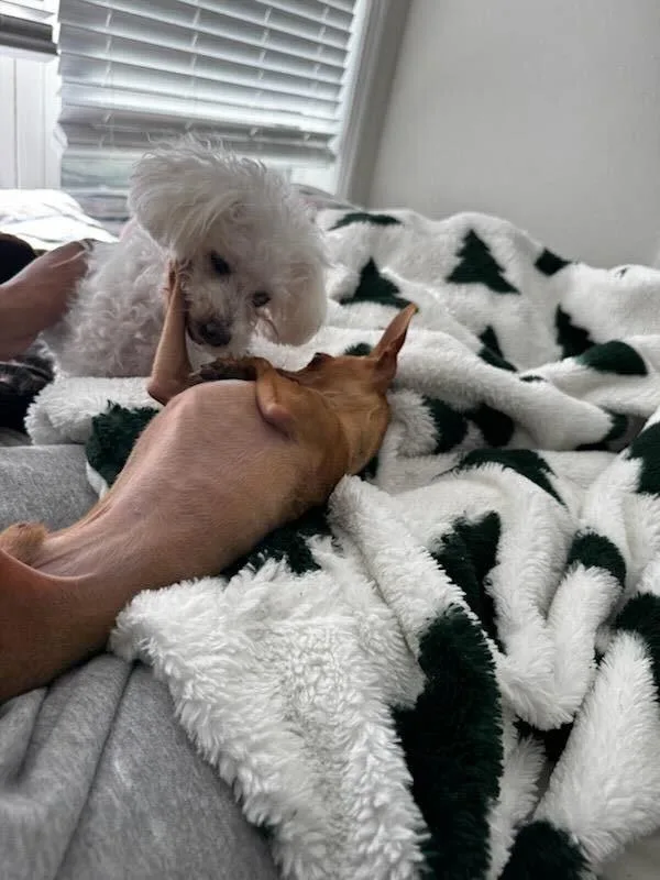 Bentley thumbnail 4