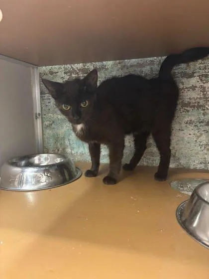A young small-sized female Domestic Short Hair cat named Lily Pad for adoption in Paducah, KY