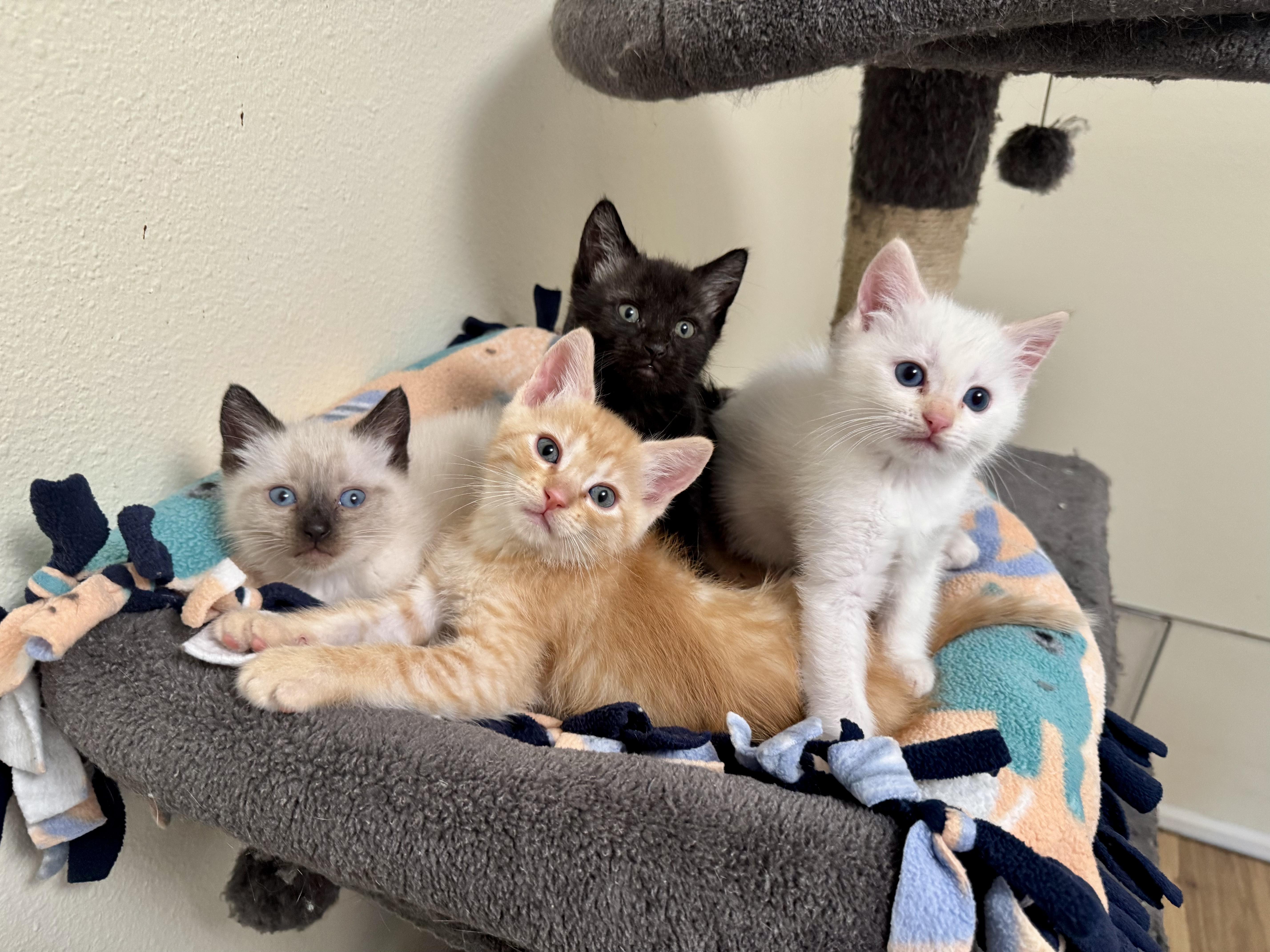 A baby medium-sized male Tabby (Orange / Red) Tabby cat named Maple for adoption in Springfield, OR