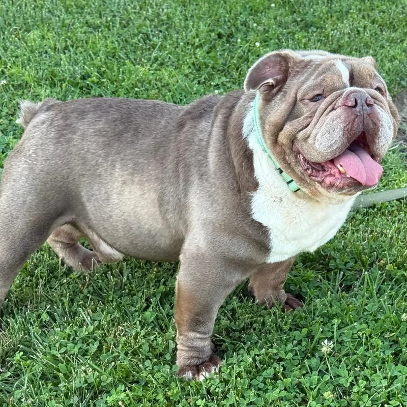 An adult medium-sized male Gray / Blue / Silver English Bulldog dog named Reggie for adoption in Huber Heights, OH