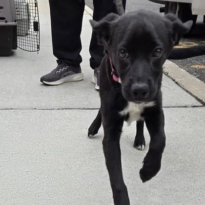 A baby medium-sized female Labrador Retriever dog named Scarlett for adoption in Voorhees, NJ