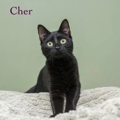 Cher