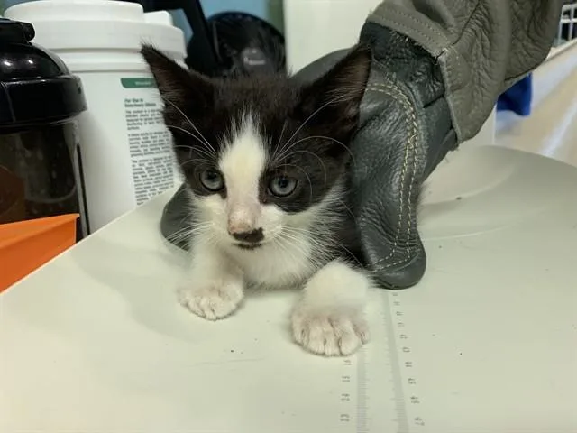 A baby small-sized male Domestic Short Hair cat named Fibula for adoption in Grand Prairie, TX