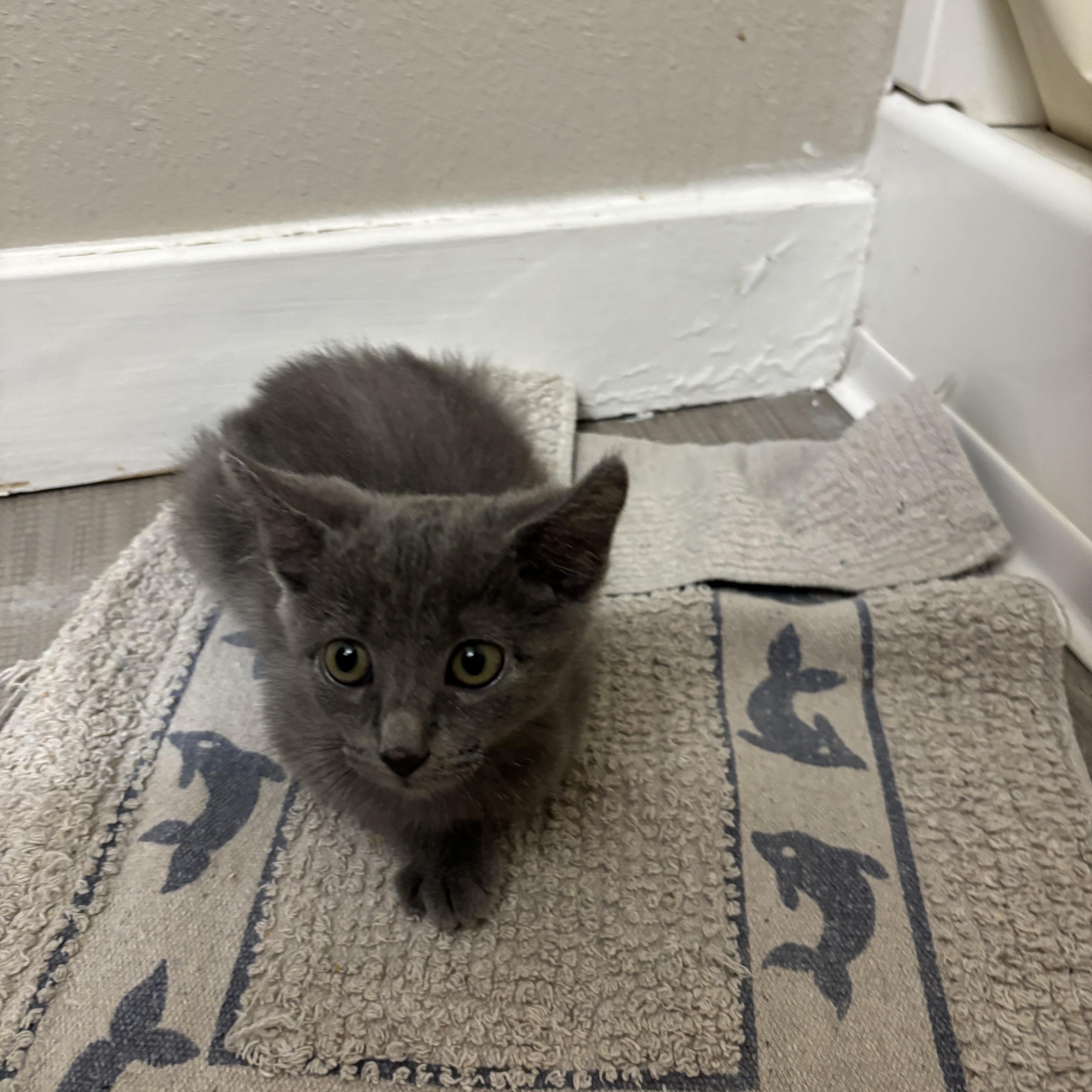 A baby medium-sized male Gray / Blue / Silver Domestic Short Hair cat named Dipper for adoption in Albuquerque, NM