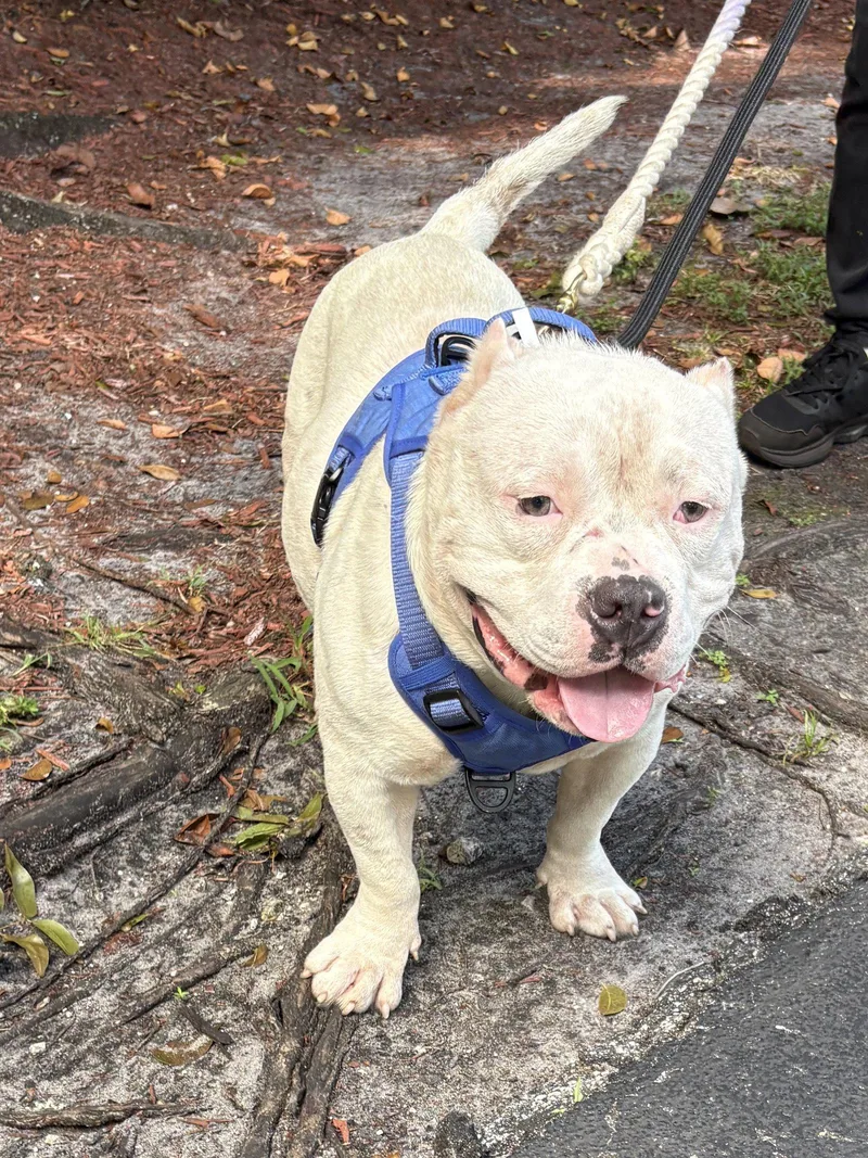 An adult medium-sized male American Bulldog dog named Queso for adoption in Margate, FL