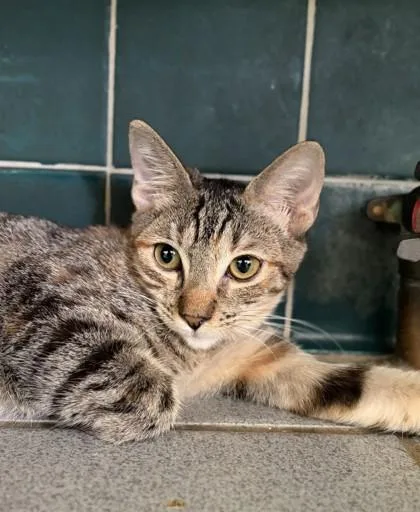 A baby small-sized female Domestic Short Hair cat named Janice for adoption in Honolulu, HI