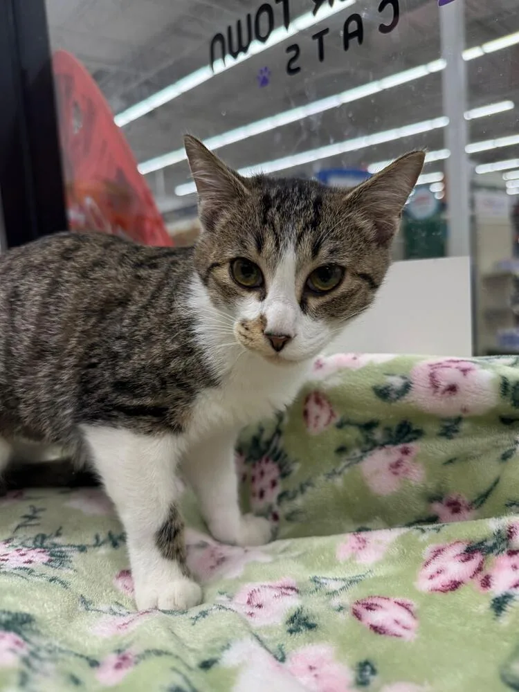 A baby small-sized female Domestic Short Hair cat named Chip for adoption in Orlando, FL