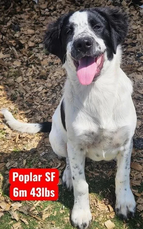 A baby medium-sized female Tricolor (Brown, Black, & White) English Setter dog named Poplar for adoption in Colorado Springs, CO