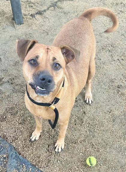 An adult medium-sized female Apricot / Beige Mixed Breed dog named Glitter for adoption in Georgetown, TX