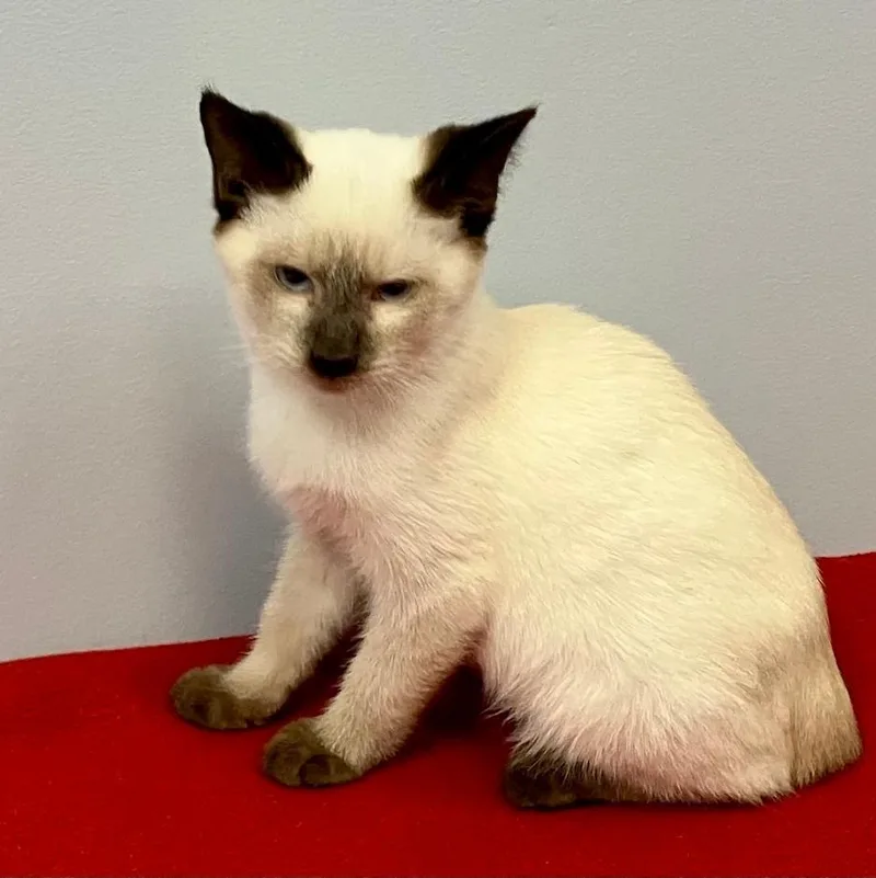 A baby medium-sized male Siamese cat named Sonny for adoption in Gastonia, NC
