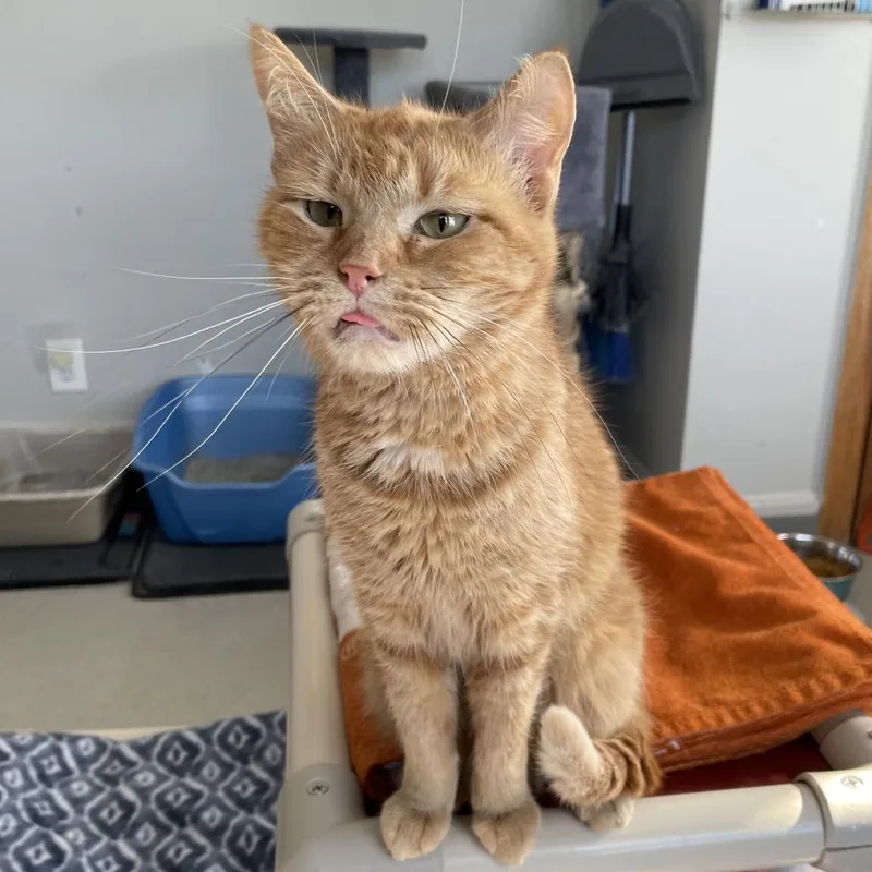 An adult medium-sized female Orange / Red Domestic Short Hair cat named Marigold for adoption in Hamburg, NY