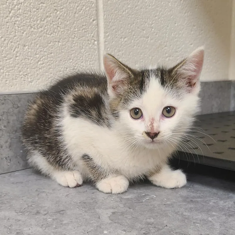 A baby medium-sized male Domestic Short Hair cat named Rice Krispies  Crackle for adoption in Greeneville, TN