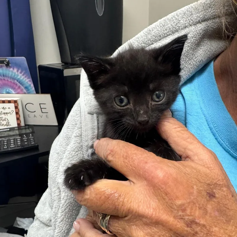 A baby small-sized female Black Domestic Short Hair cat named Pate' for adoption in Columbiana, AL