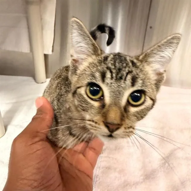 A young medium-sized male Domestic Short Hair cat named Edward for adoption in Huntsville, AL