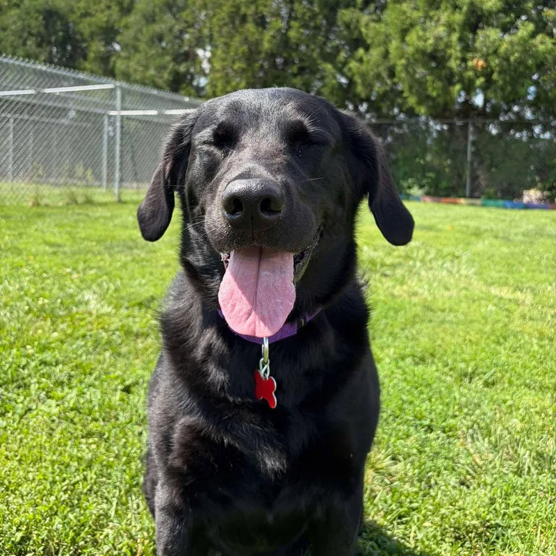An adult large-sized female Labrador Retriever dog named Flower for adoption in Valparaiso, IN
