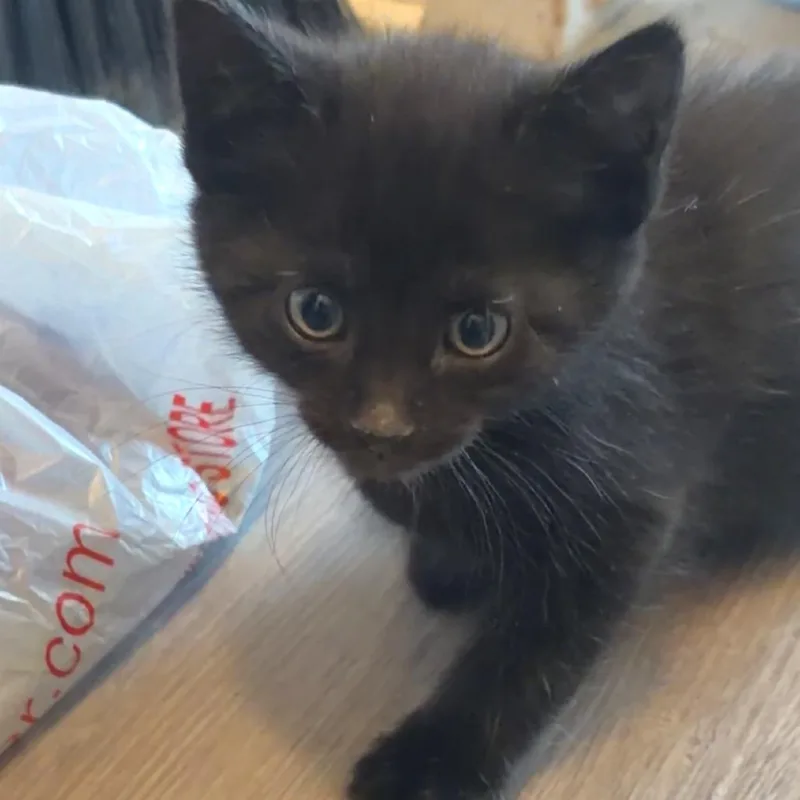 A baby small-sized male Black Domestic Short Hair cat named Hades for adoption in Monroe, MI