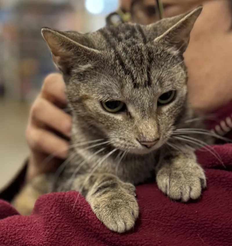 A young medium-sized female Domestic Short Hair cat named Katie for adoption in Brooklyn, NY
