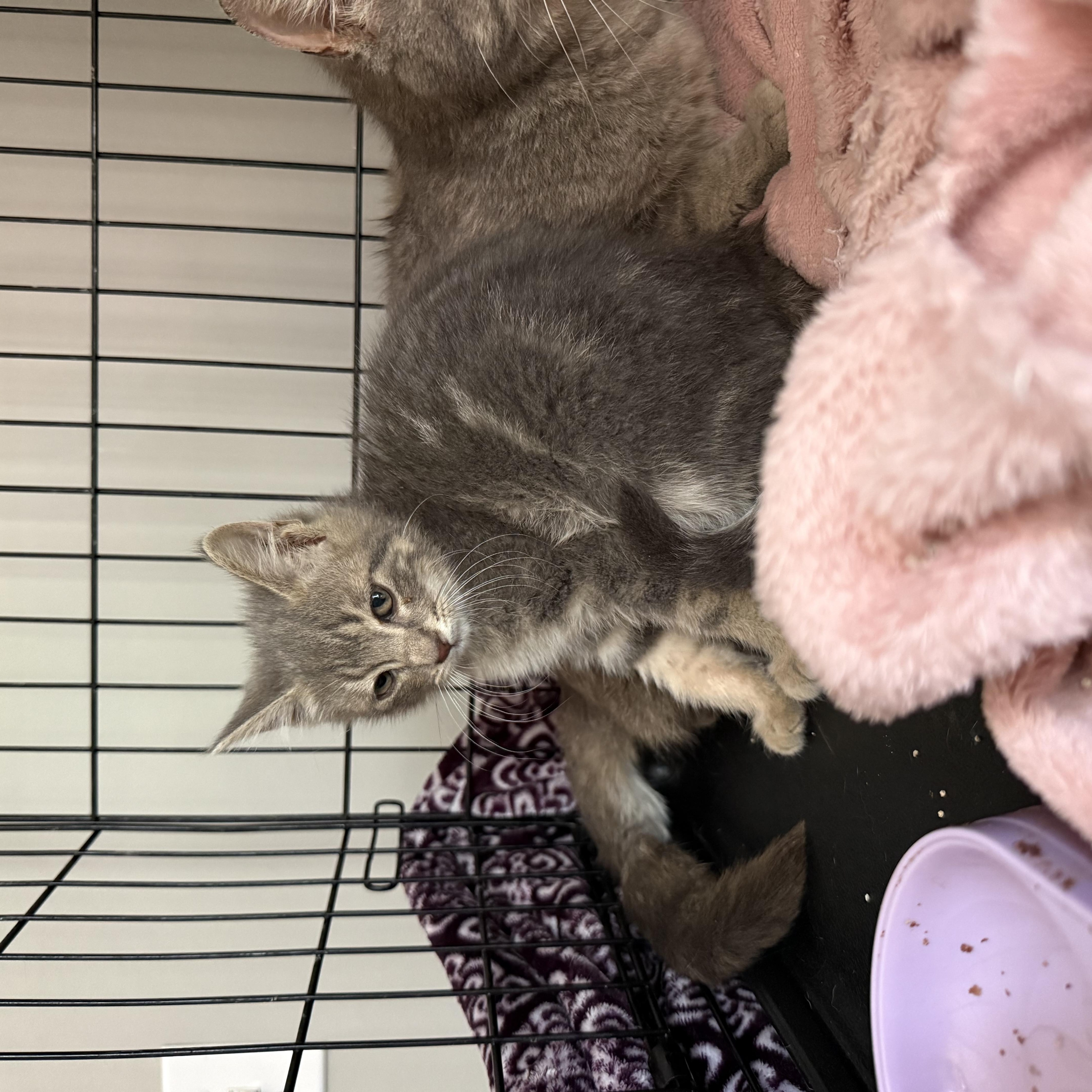 A young medium-sized male Gray / Blue / Silver Domestic Short Hair cat named Mouse for adoption in Ypsilanti, MI