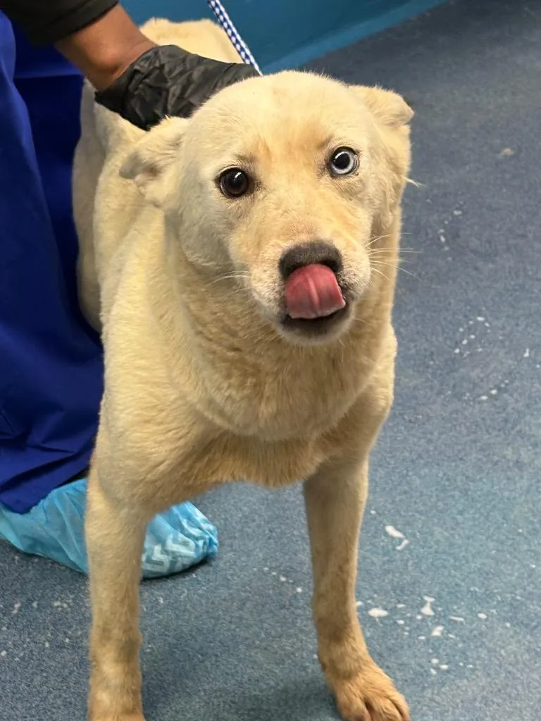 A young medium-sized female Shepherd dog named Lala for adoption in Effingham, SC