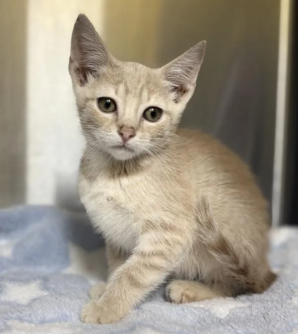 A baby small-sized female Domestic Short Hair cat named Meowtain Dew for adoption in Sioux City, IA
