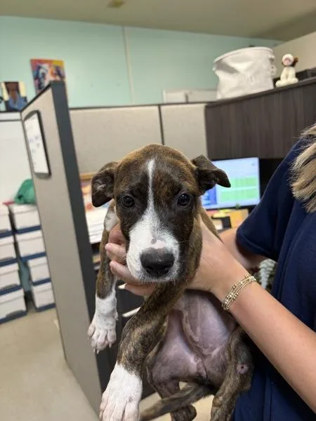 A baby small-sized female Pit Bull Terrier dog named Potato for adoption in Mobile, AL