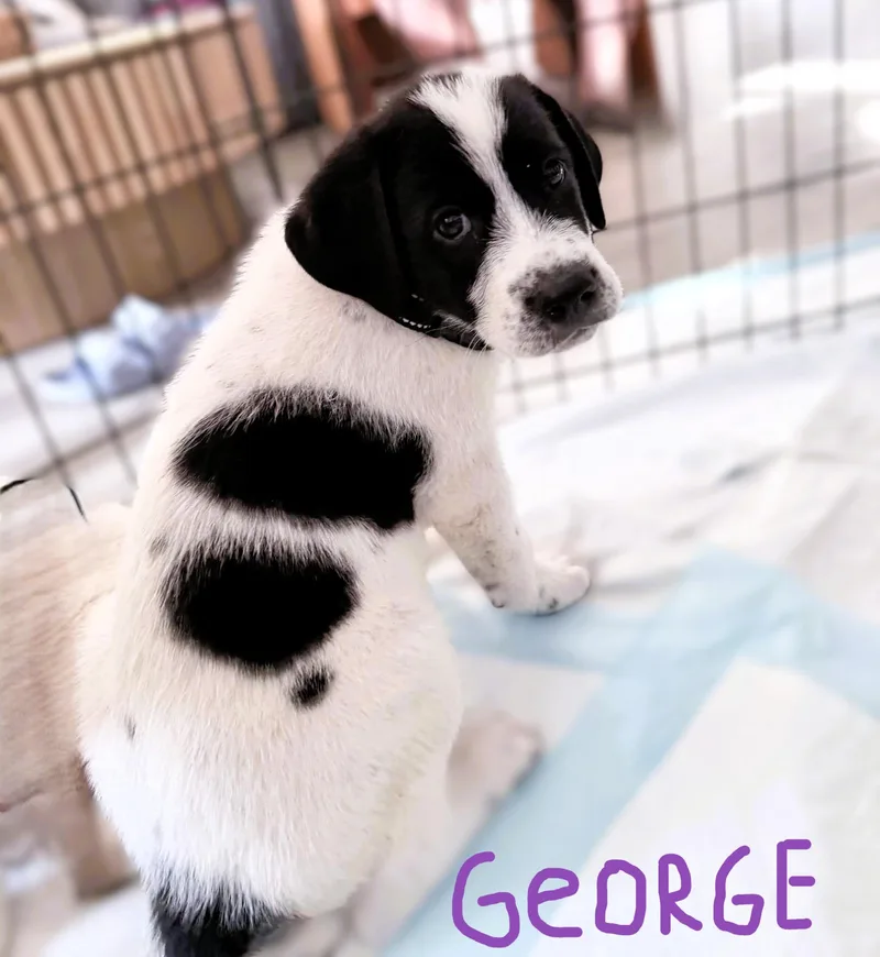 The Beatles Pups.....george  thumbnail 2