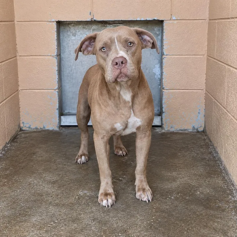 A young large-sized female Pit Bull Terrier dog named Buttercup for adoption in Gautier, MS