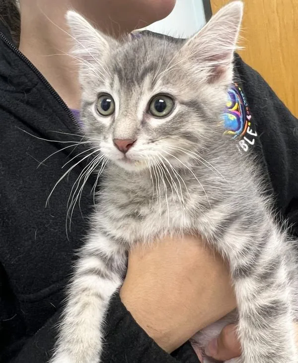 A baby small-sized male Domestic Short Hair cat named Aaron Purr for adoption in Sioux City, IA