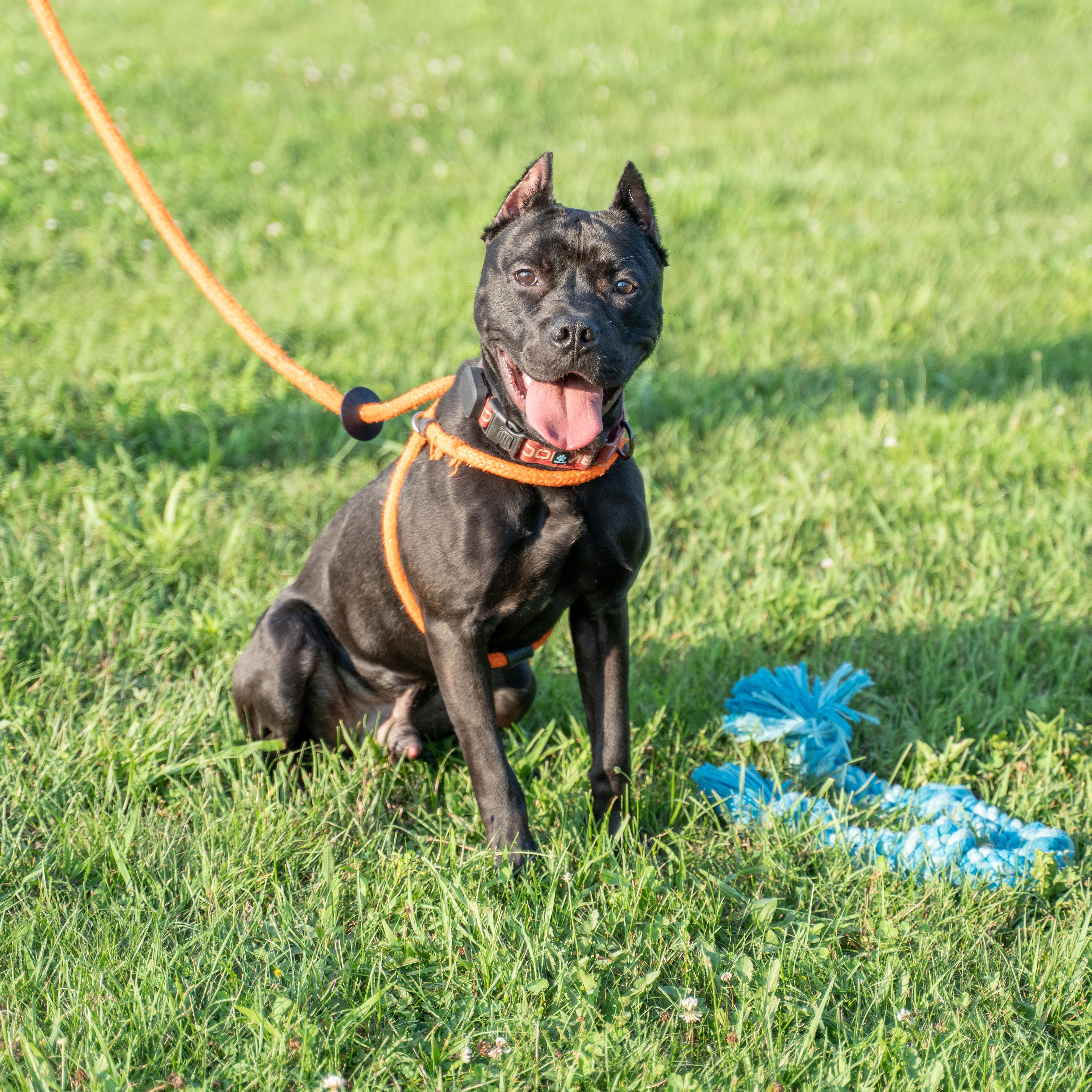 A baby large-sized male Black Pit Bull Terrier dog named Marvin for adoption in Dillsburg, PA