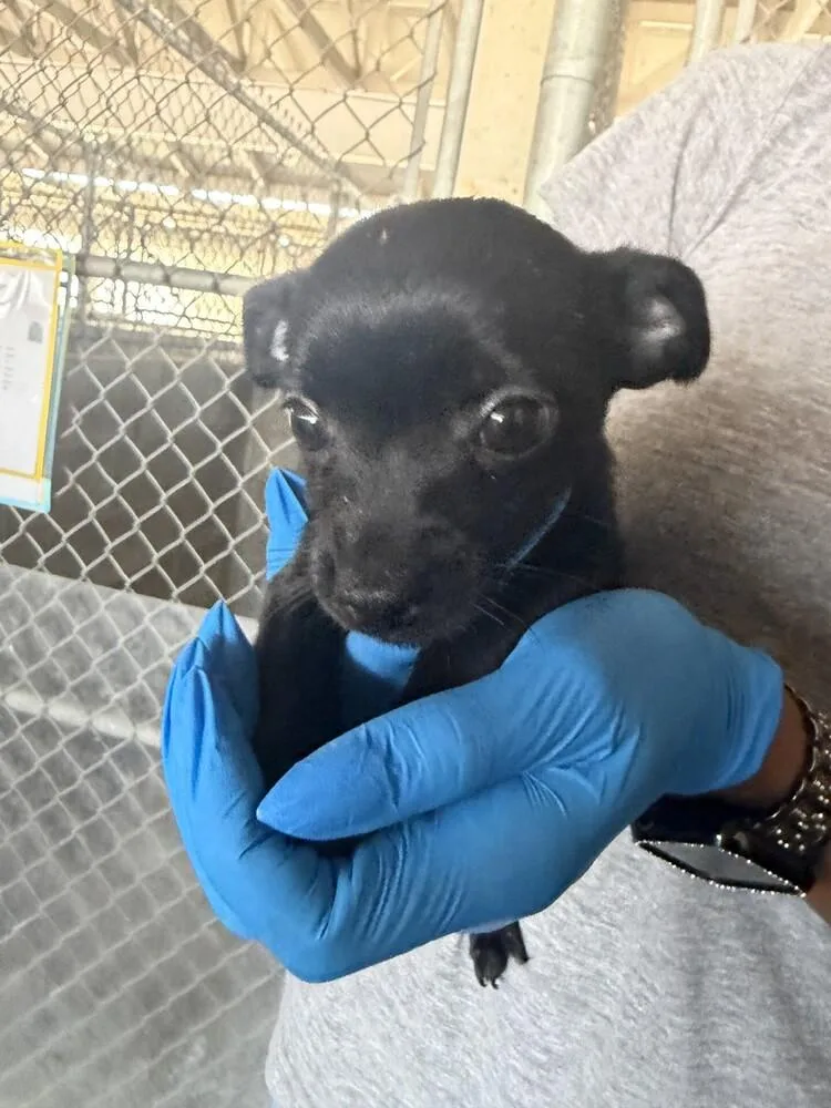 A baby small-sized female Chihuahua dog named Everest for adoption in Stockton, CA