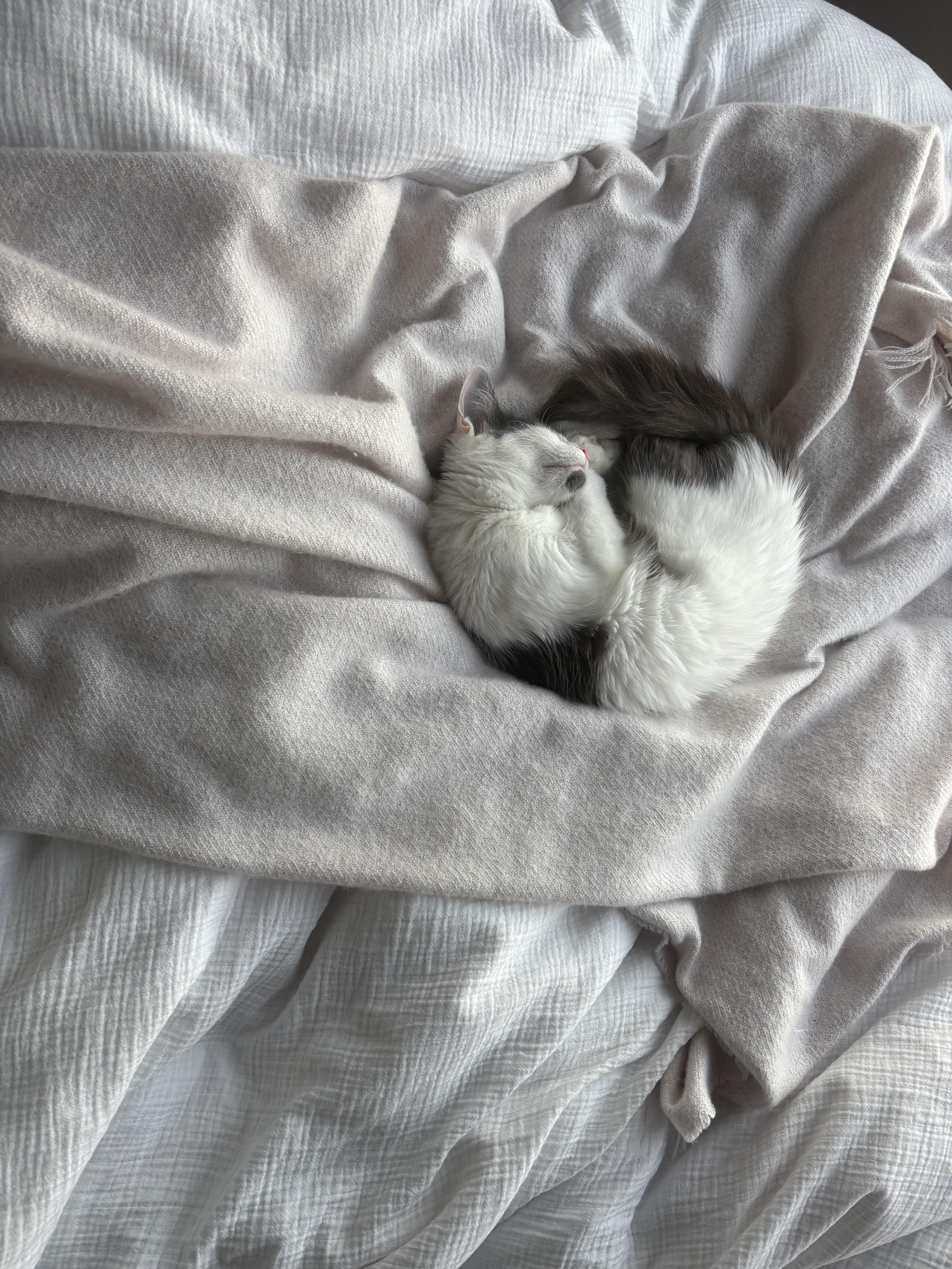 A young medium-sized female Domestic Medium Hair cat named Marilyn Monroe for adoption in Columbia, SC