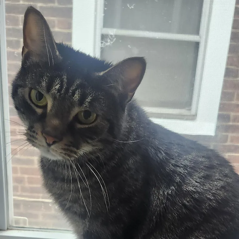 A baby small-sized male Gray / Blue / Silver Domestic Short Hair cat named Sherlock for adoption in Philadelphia, PA