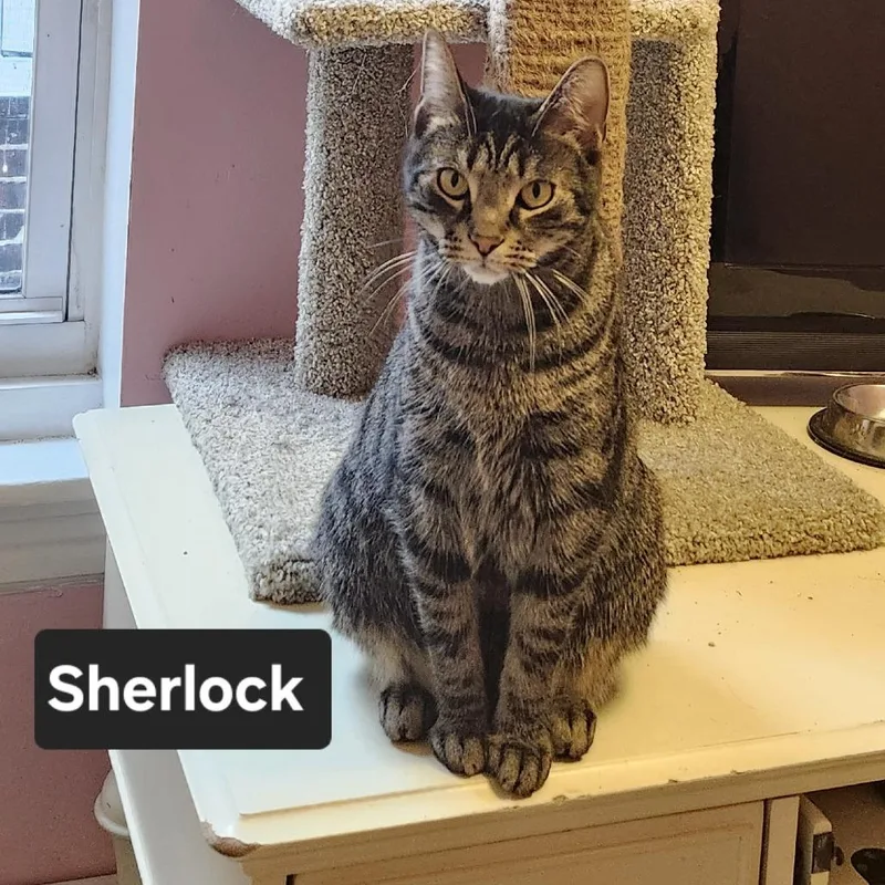 Sherlock thumbnail 2