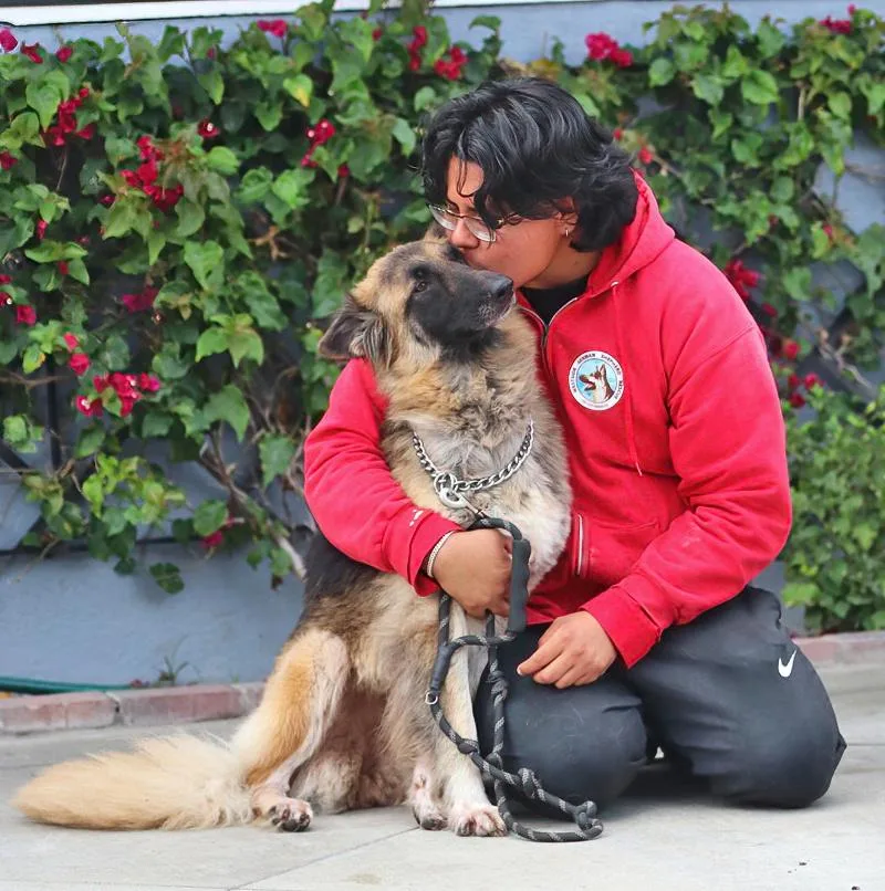 A young large-sized female Black German Shepherd Dog dog named Belle von Berlstedt for adoption in Los Angeles, CA