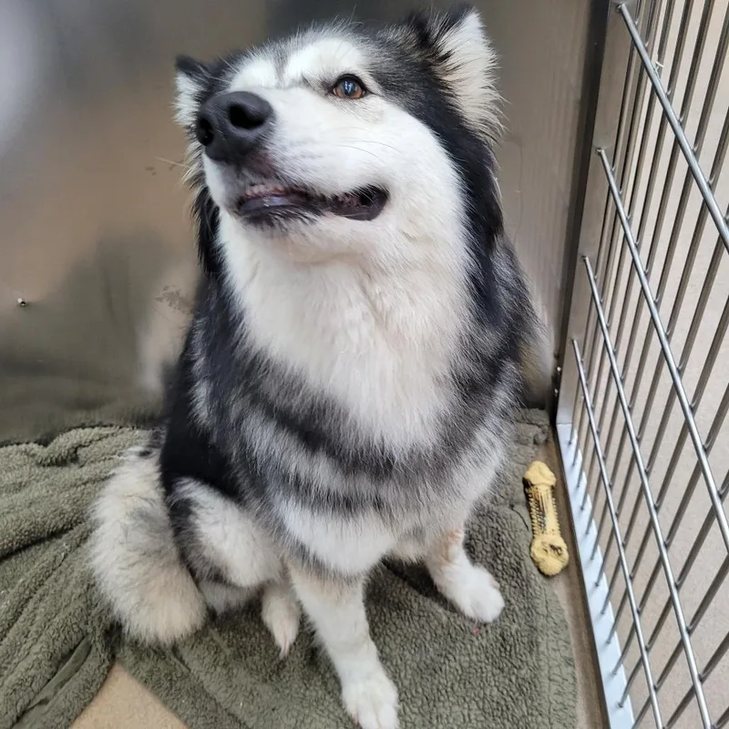 An adult medium-sized female Husky dog named Tracey for adoption in Corpus Christi, TX