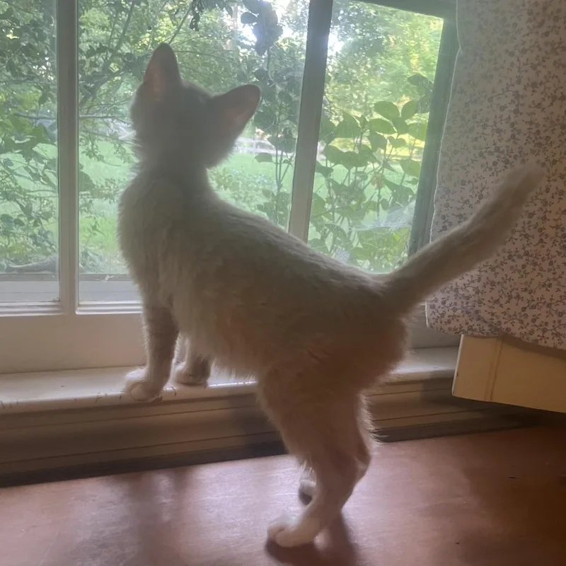 A baby small-sized female Orange / Red Domestic Short Hair cat named Pupperoni for adoption in Greensboro, NC