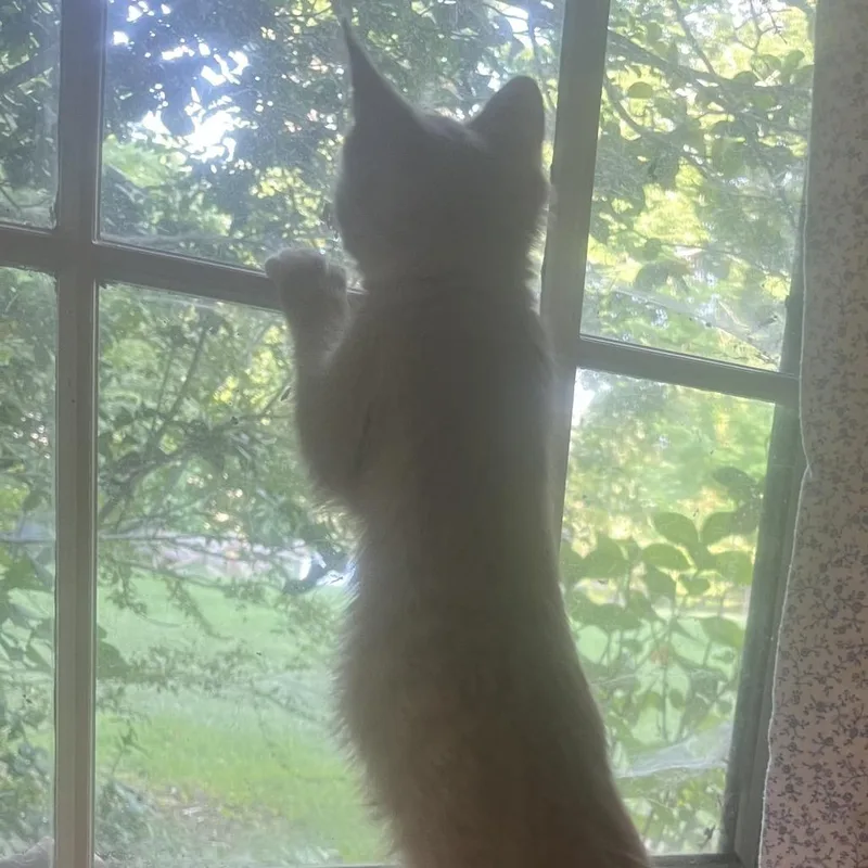 Pupperoni thumbnail 2
