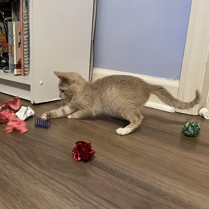 Pupperoni thumbnail 5