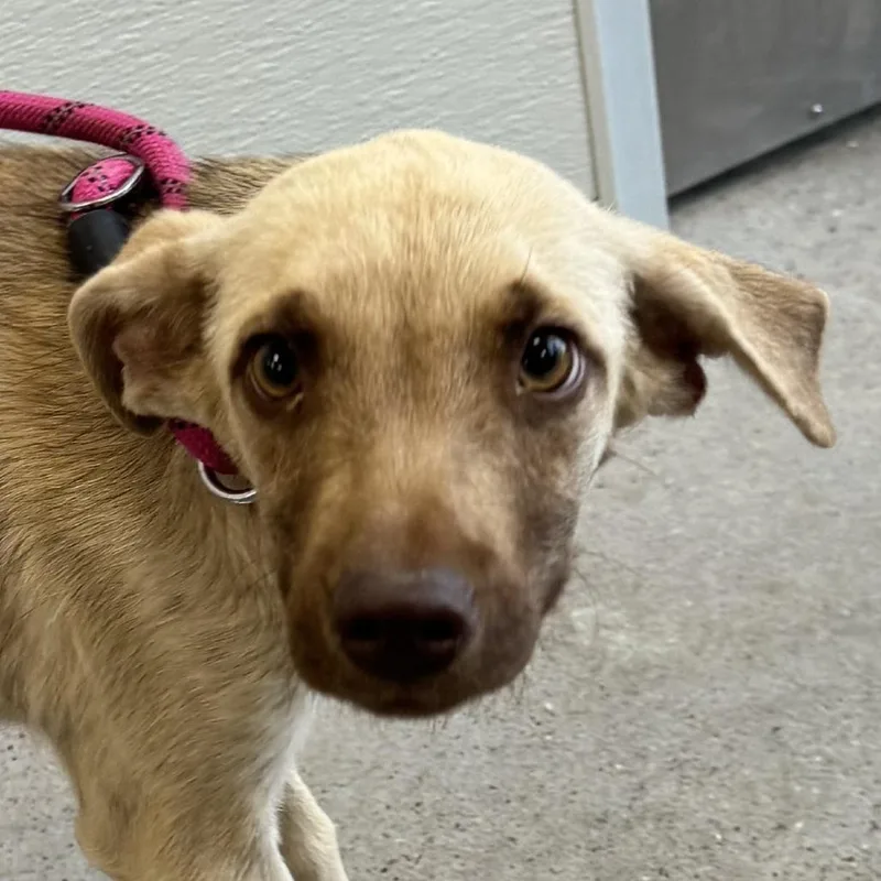 A baby small-sized female Yellow / Tan / Blond / Fawn Mixed Breed dog named Evie for adoption in Las Cruces, NM