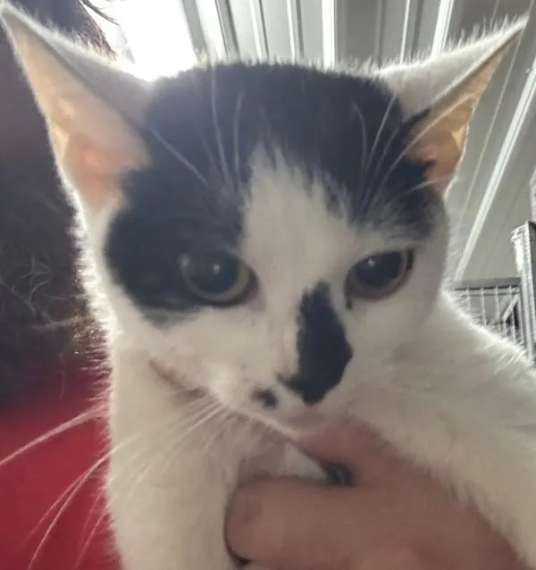 An adult medium-sized female Domestic Short Hair cat named Miley for adoption in Campbellsville, KY