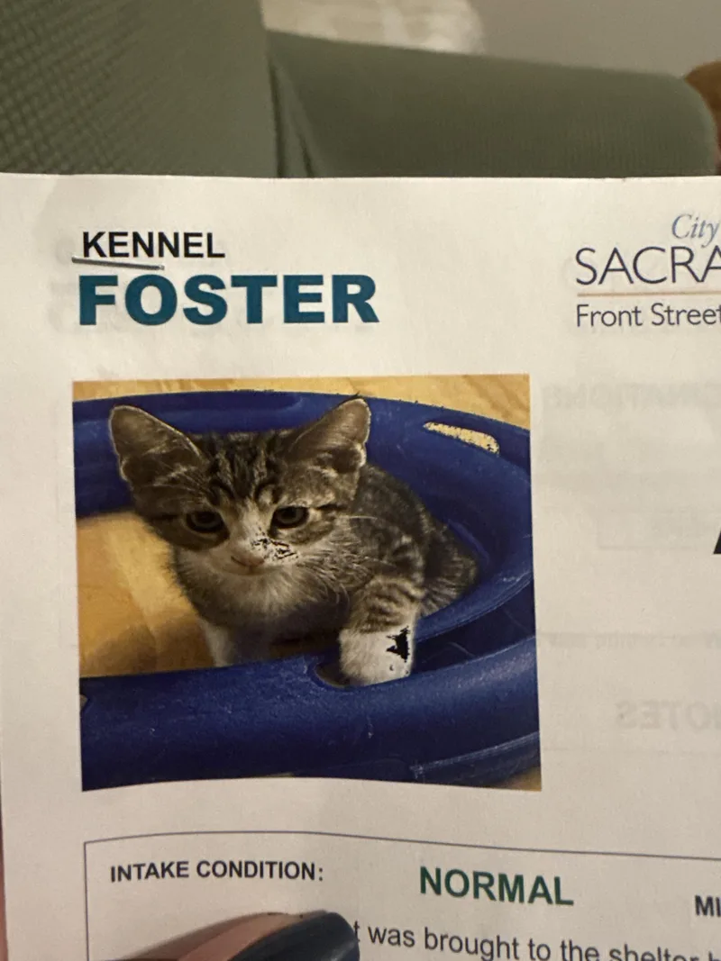 A baby small-sized female Domestic Short Hair cat named Purrcy for adoption in Rio Linda, CA