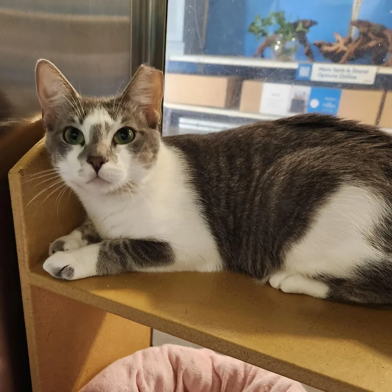 A young medium-sized female Tabby (Buff / Tan / Fawn) Domestic Short Hair cat named Nini for adoption in Palm Harbor, FL