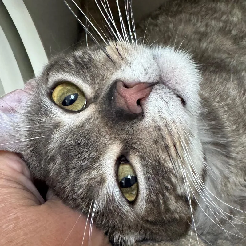 A young medium-sized male Gray / Blue / Silver Domestic Short Hair cat named Ponyboy for adoption in Long Beach, CA