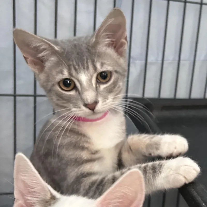A baby small-sized female Gray / Blue / Silver Domestic Short Hair cat named Truffle for adoption in Lakeland, FL